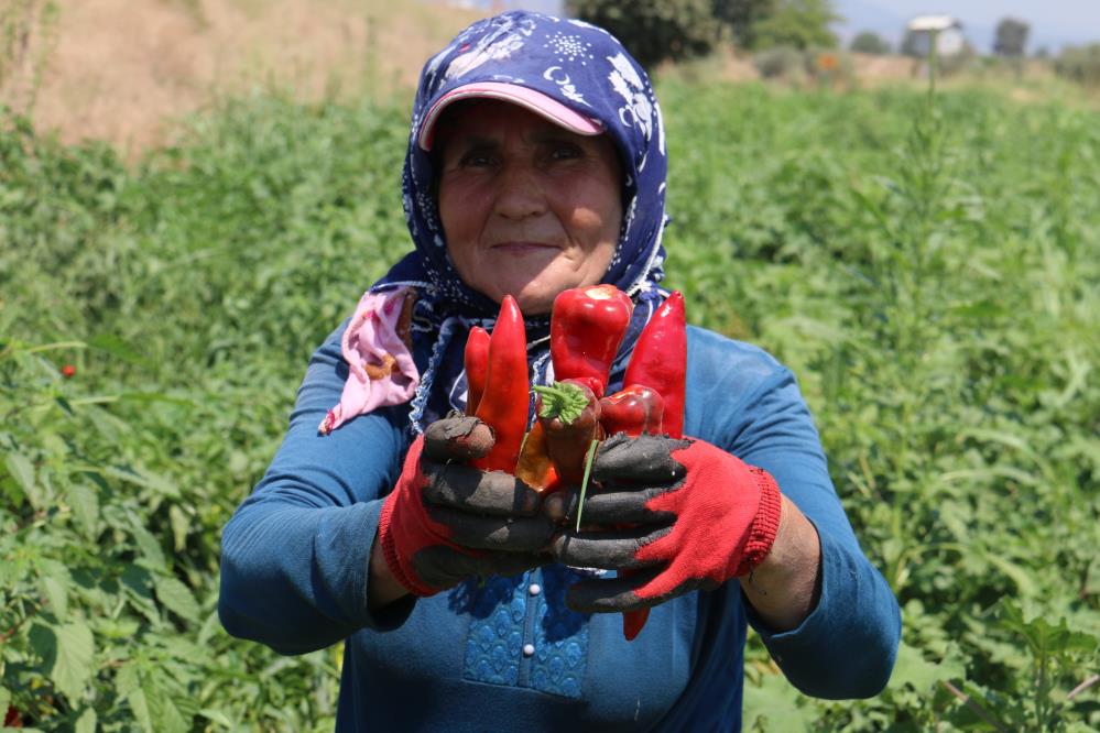 Kavurucu Sıcakta Acı Biber Hasadı