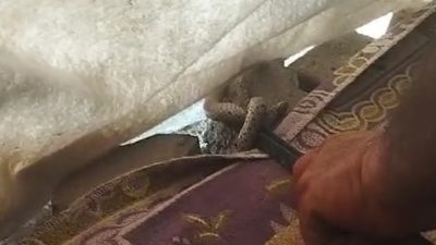 Hatay’ın Kırıkhan ilçesinde, Reşatlı Mahallesi’nde yaşayan bir vatandaş, çadıra giren