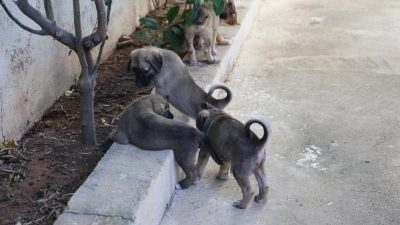Hatay’ın Kırıkhan ilçesinde, Bahçelievler Mahallesi’nde meydana gelen olayda, iki yavru