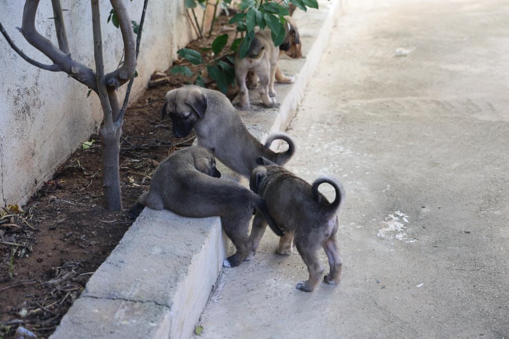 Yavru köpekler itfaiye yardımıyla kurtarıldı