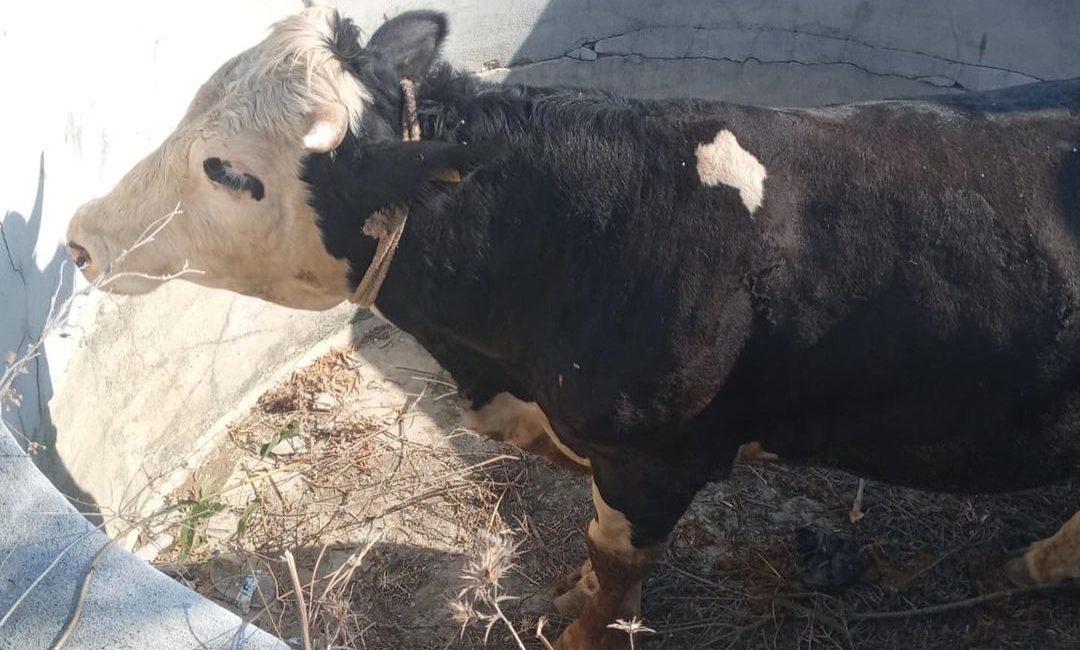 Hatay’ın Defne ilçesine bağlı