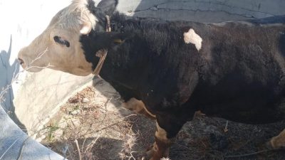 Hatay’ın Defne ilçesine bağlı Çekmece Mahallesi’nde bir sdana, 1 metrelik