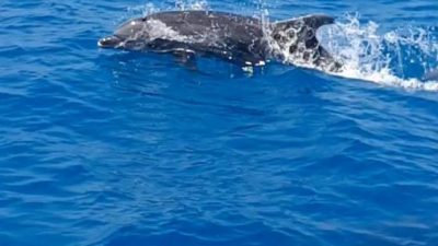 Hatay’ın İskenderun körfezinde amatör yelkenci Sertaç Kaya, yunus balıklarının teknesiyle