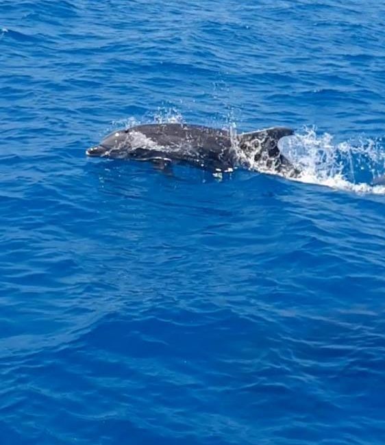 Hatay’ın İskenderun körfezinde amatör