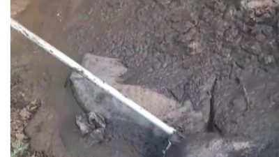 Hatay’ın Kırıkhan ilçesinde, Alaybeyli Mahallesi’nde bir köpek balçığa saplandı. Köpeğin