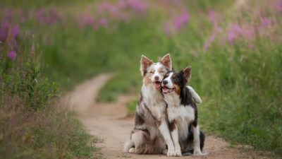 Bugün, 26 Ağustos Dünya Köpek Günü! 2004 yılında hayvan hakları