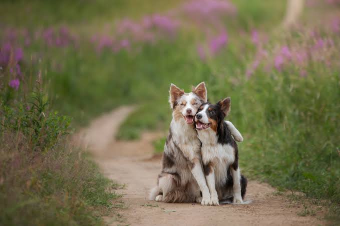 Dünya Köpek Günü: Patili dostlarımızın günü kutlu olsun!