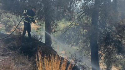 Hatay’ın Antakya ilçesine bağlı Üçgedik Mahallesi’nde bulunan ormanlık alanda çıkan