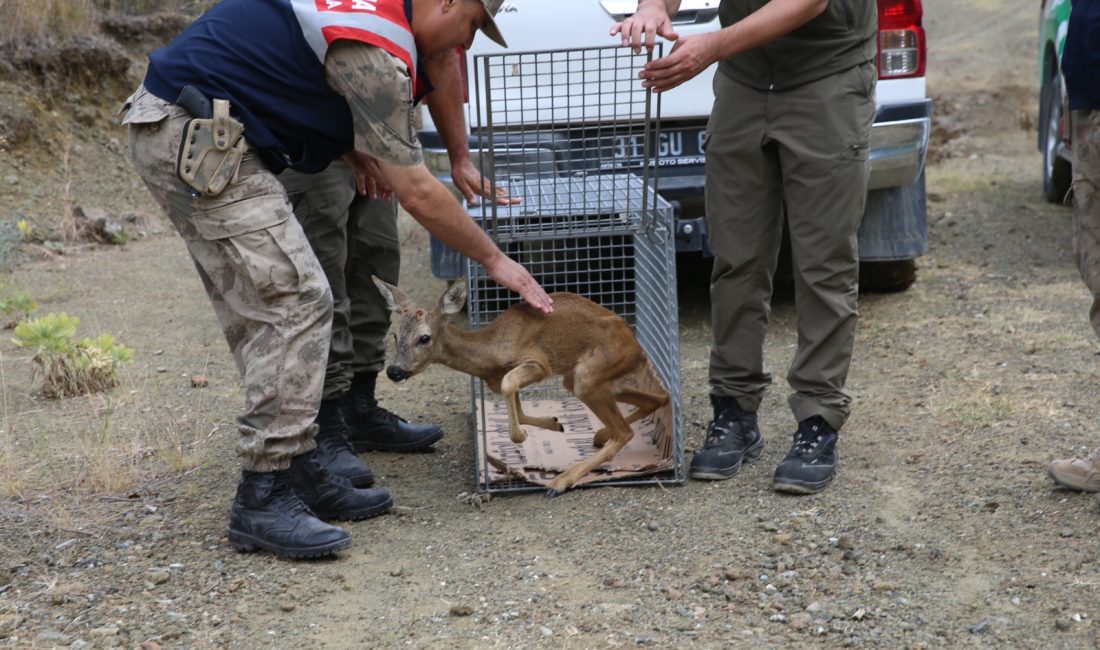 Hatay’da yaralı olarak bulunan