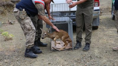 Hatay’da yaralı olarak bulunan bir karaca ve iki leylek, tedavi
