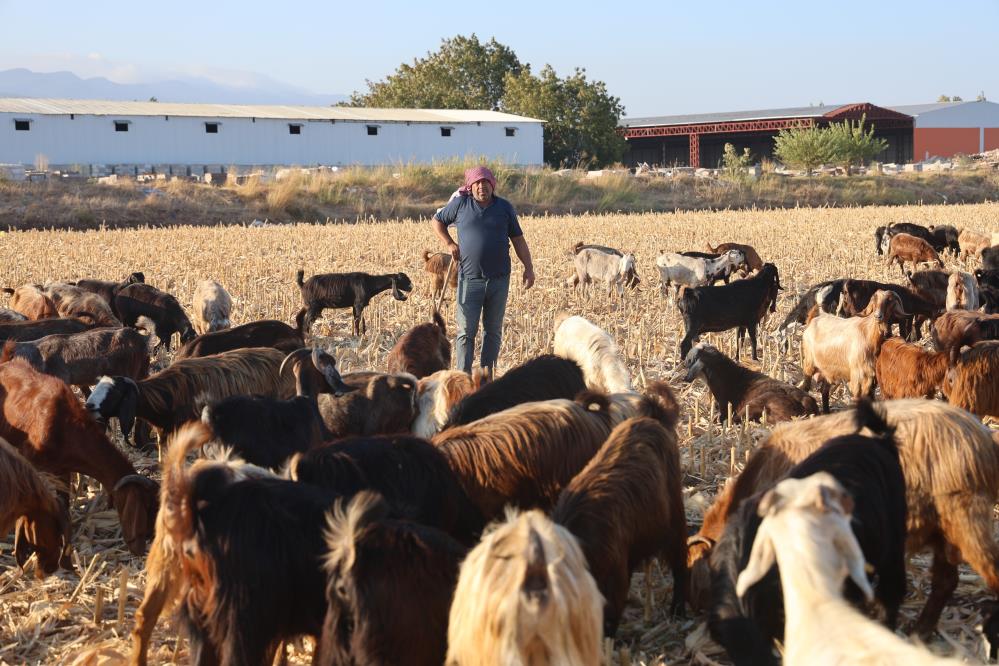 Hatay’da Çoban Krizi: Üretici Zor durumda