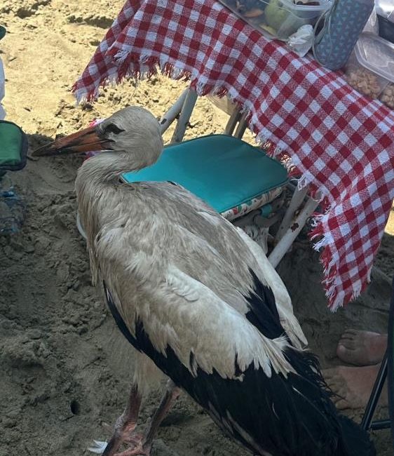 Hatay’ın Arsuz ilçesinde sahilde