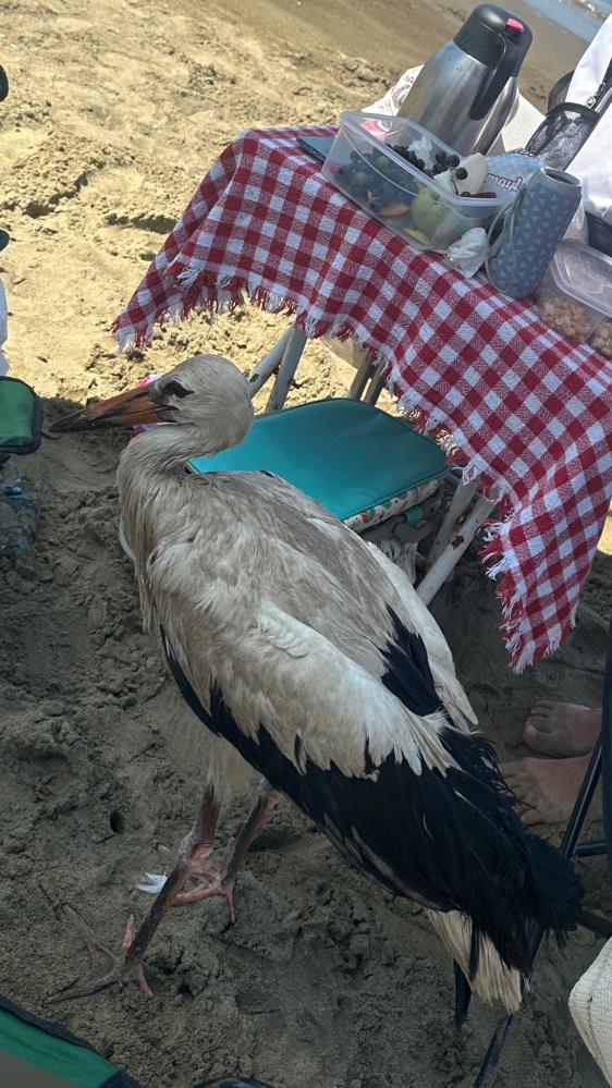 Yorgun Leyleği Misafir Ettiler