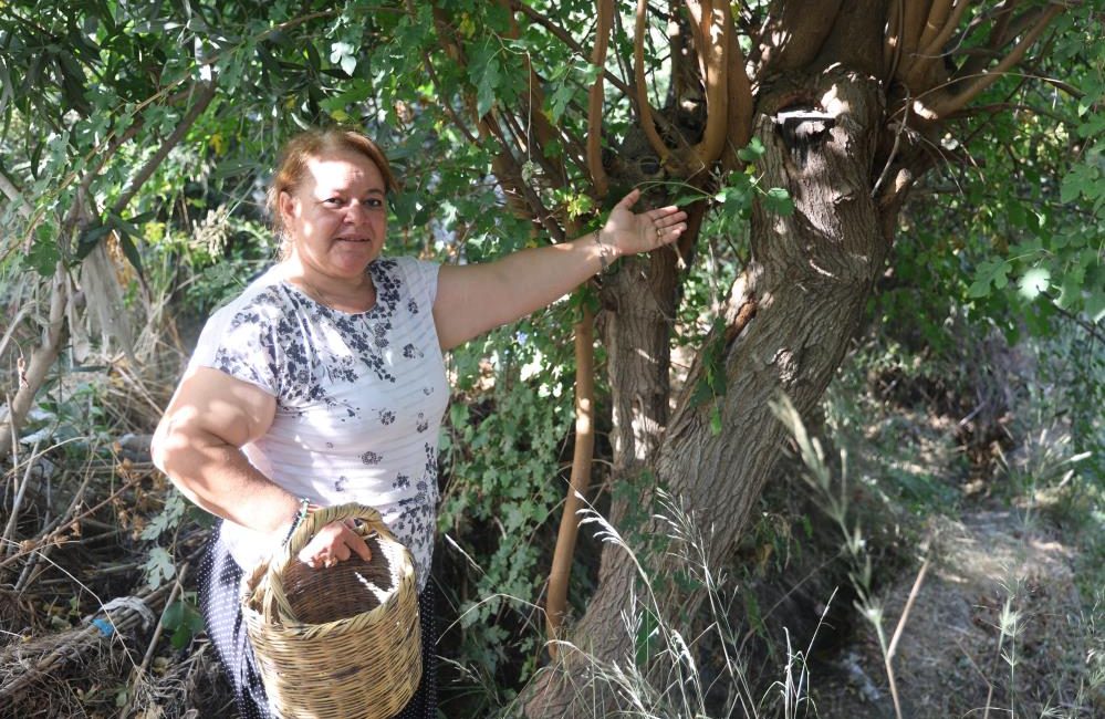 Hatay’ın Antakya ilçesinde çiftçilik