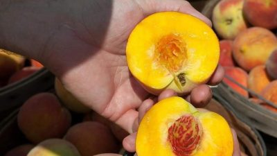 Şeftali tarlada 12-15 lira, markette 70-80 lira!.. Özellikle deprem sonrası