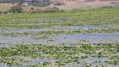 Hatay’ın Kırıkhan ilçesindeki Gölbaşı Gölü, yüzeyini kaplayan nilüfer çiçekleri nedeniyle