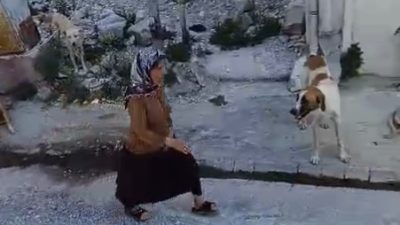 Hatay’da başıboş sokak köpeklerinin yaşlı kadının etrafını sardığı anlar cep