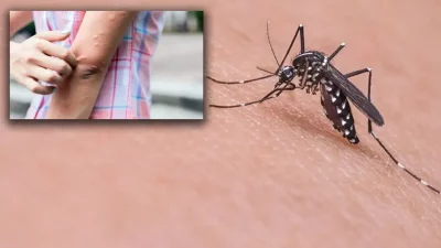 Sağlık Bakanlığı, Türkiye’de 6 kişide Batı Nil Virüsü enfeksiyonu tespit