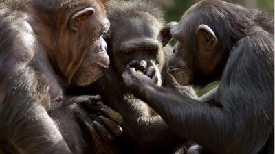 St Andrews Üniversitesi’nden araştırmacılar, şempanzelerin insan benzeri bir iletişim tarzına