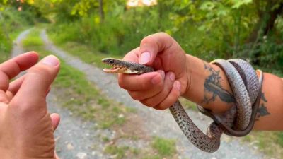 Hatay'da 'Yılancı Kemal' olarak bilinen Kemal Başer, yaşam alanlarına giren