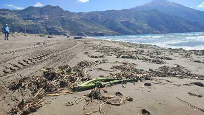 Hatay’ın Samandağ ilçesinde bulunan sahil, istilacı bir tür olan su