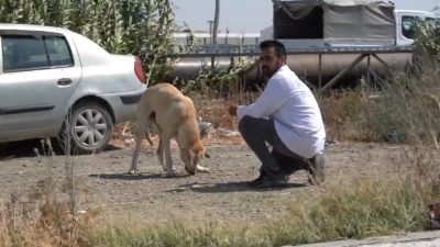 Antakya Belediyesi, sosyal medya hesabı üzerinden yaptığı açıklamada, sokak hayvanlarının