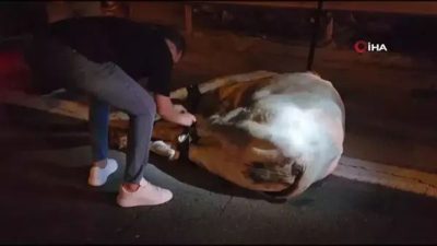 Hatay’da, bir angus tırın dorsesinden atladı ve otoyolda trafiği durdurdu.