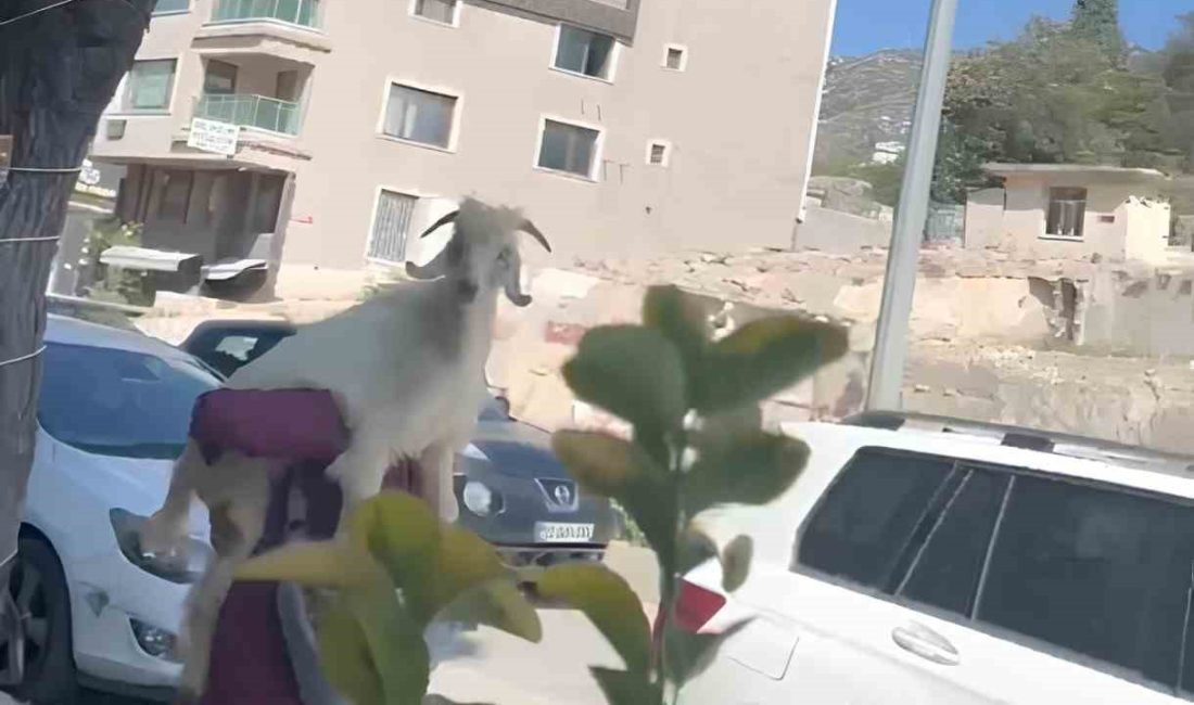 Hatay’ın Defne ilçesinde ilginç