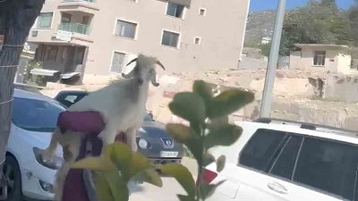 Hatay’ın Defne ilçesinde ilginç bir görüntü yaşandı. Defne ilçesi Sümerler