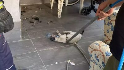 İskenderun ilçesinde bir kedi, başını plastik bir şişeye sıkıştırdı. Olay,