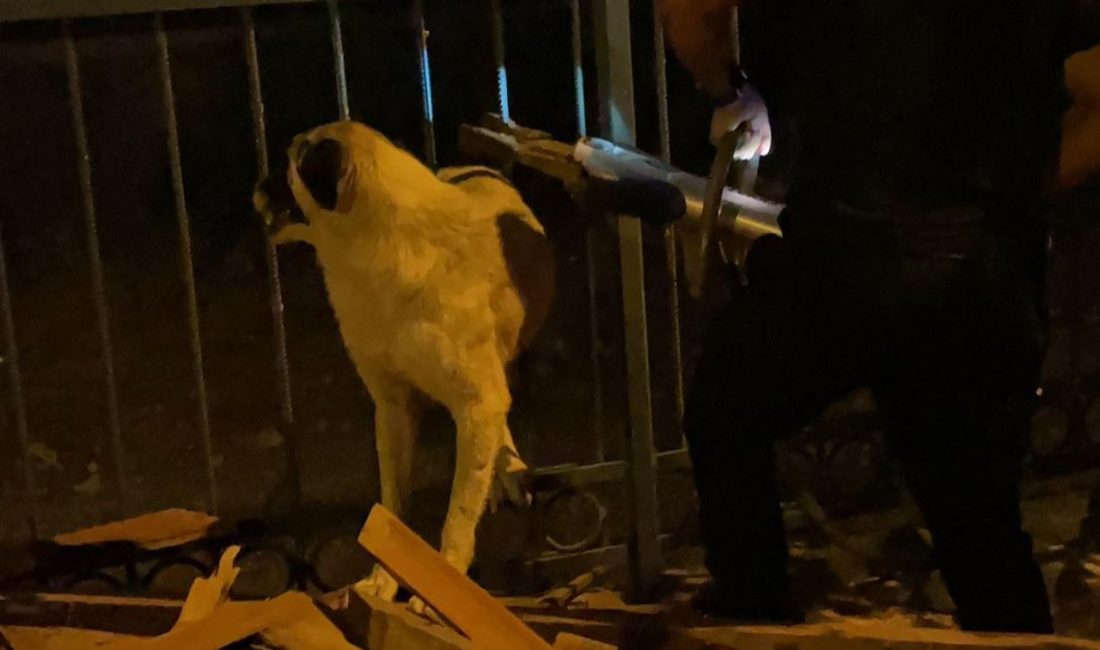 Defne ilçesinde bir köpek,