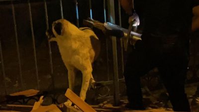 Defne ilçesinde bir köpek, demir korkulukların arasına girdi, bir daha