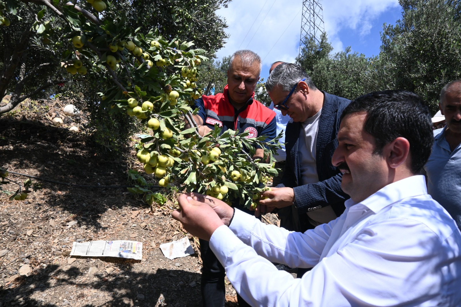 Alıç hasadı başladı