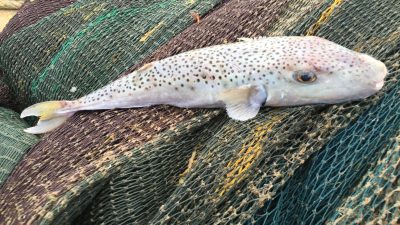 Hatay’da balıkçılar, ocak-ağustos döneminde biyolojik çeşitliliğe zarar veren 19 bin