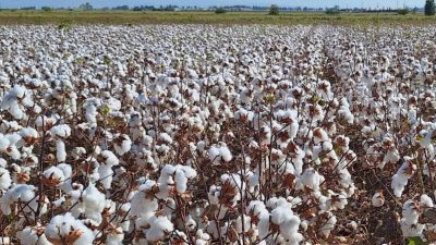 Hatay’ın Amik Ovası’nda üretilen pamuk için taban fiyatın en az