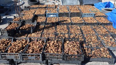 Hatay’ın Samandağ ilçesinde hasadını yaptığı incirleri evinin damında kurutan çiftçi