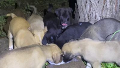 Hatay’ın İskenderun ilçesinde, emniyet müdürlüğü bünyesinde görev yapan bekçiler, devriye