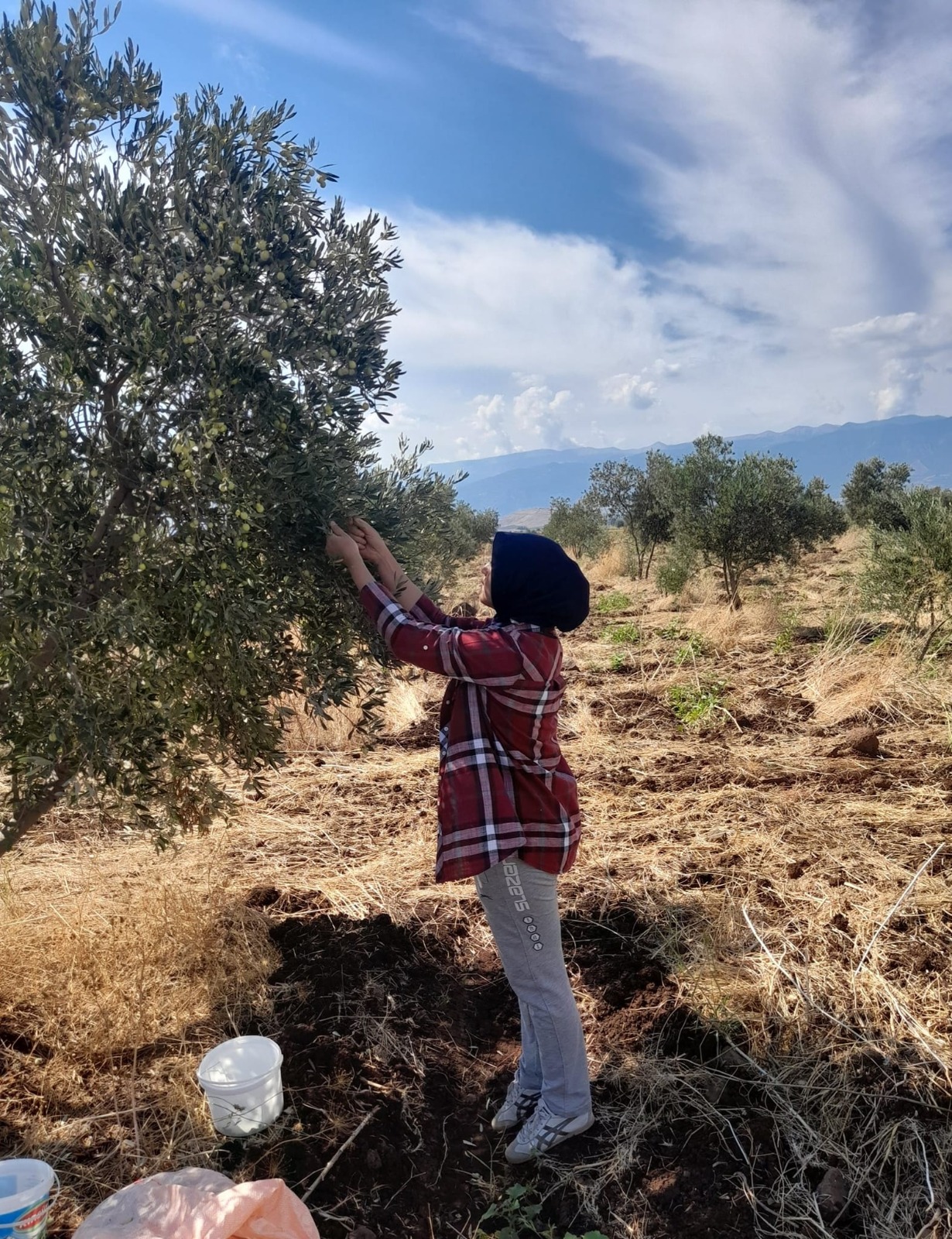 Milletvekili adayı zeytin hasadında