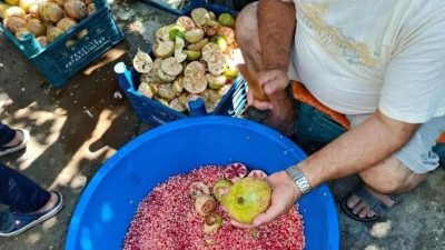 Hatay’ın Antakya ilçesine bağlı Ekinciler Mahallesi’nde nar ekşisi sezonu coşkuyla