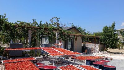 Her yıl sonbaharın gelişi ile başlayan biber kurutma mevsimi başladı.