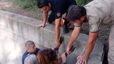 Hatay'ın Payas ilçesinde, su bulunmayan boş bir havuza atlayan 14