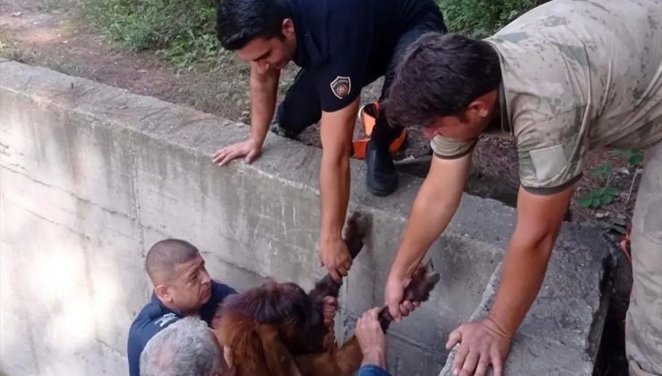 Hatay'ın Payas ilçesinde, su