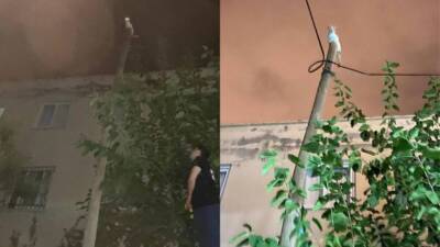 İskenderun’da telefon direğine tırmanan bir kedi, itfaiye ekipleri tarafından kurtarıldı.