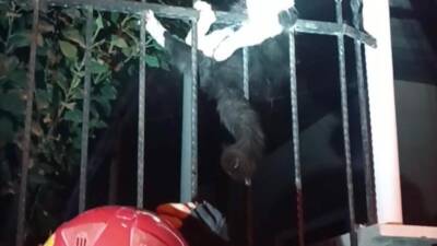 Hatay Antakya’da demir parmaklıklara sıkışan bir kedi, itfaiyenin başarılı operasyonuyla