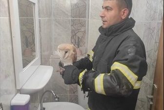 Hatay’ın merkez ilçesi Antakya’da bulunan bir okulun tuvaletine giren baykuş,