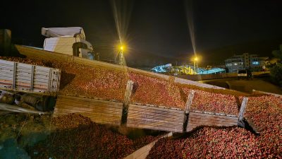 Hatay’ın Belen ilçesinde şarampole düşen tırdaki domatesler yola saçıldı. İsmail