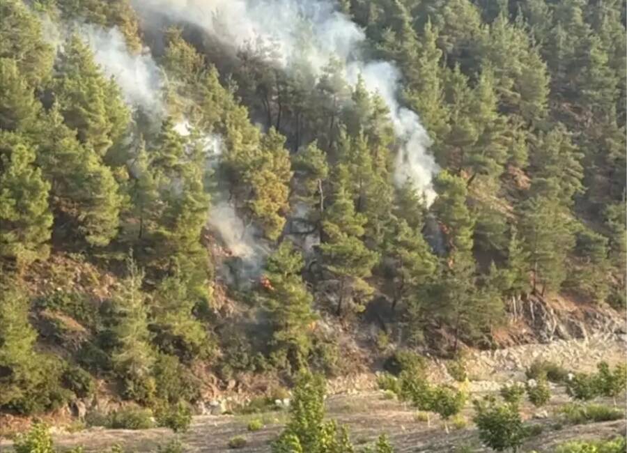 Hatay’ın Yayladağı ilçesinde ormanlık