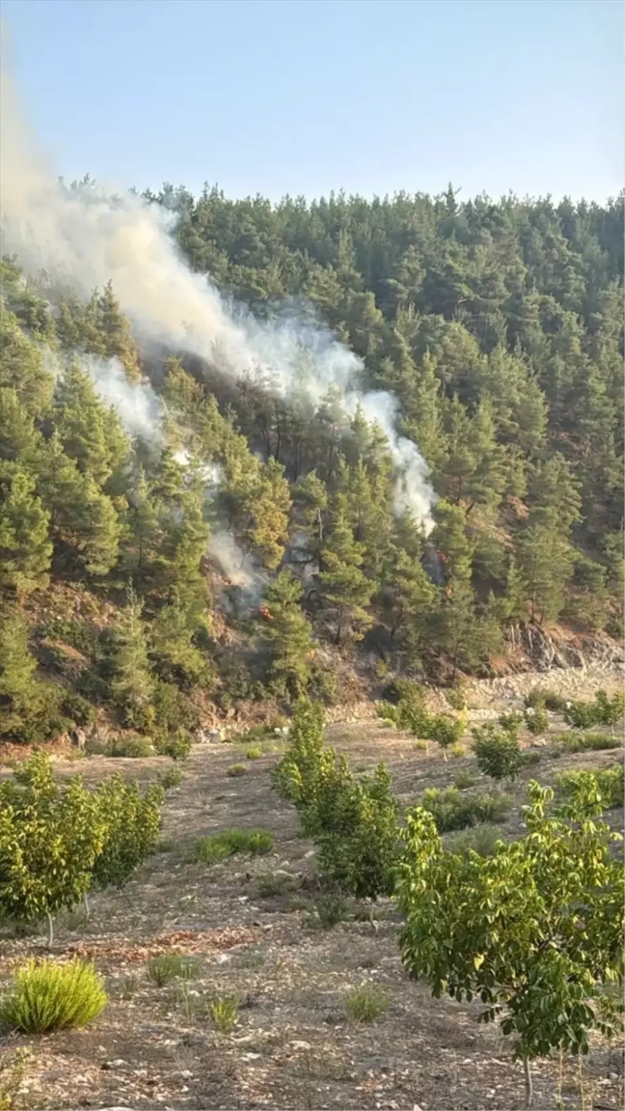 Yayladağı’nda orman yangını