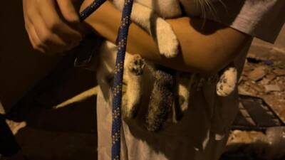 Hatay’ın Antakya ilçesi Akasya Mahallesi’nde bir kedi, kuyuya düşerek mahsur