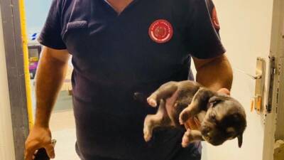 Hatay’ın Antakya ilçesinde konteynerin altında mahsur kalan 4 yavru köpek,